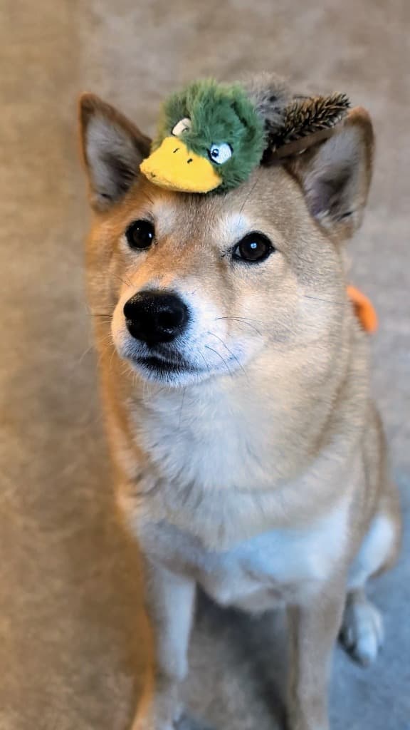 Cutest Dog on Planet